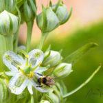 Wildflower photography - Workshops