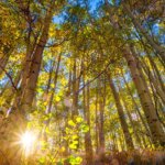 Aspen leaves Autumn tours