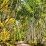 Aspen leaves fall color tours