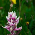 Wildflowers Photography Tour in Colorado