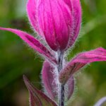 Wildflowers Photo Tours in San Juans