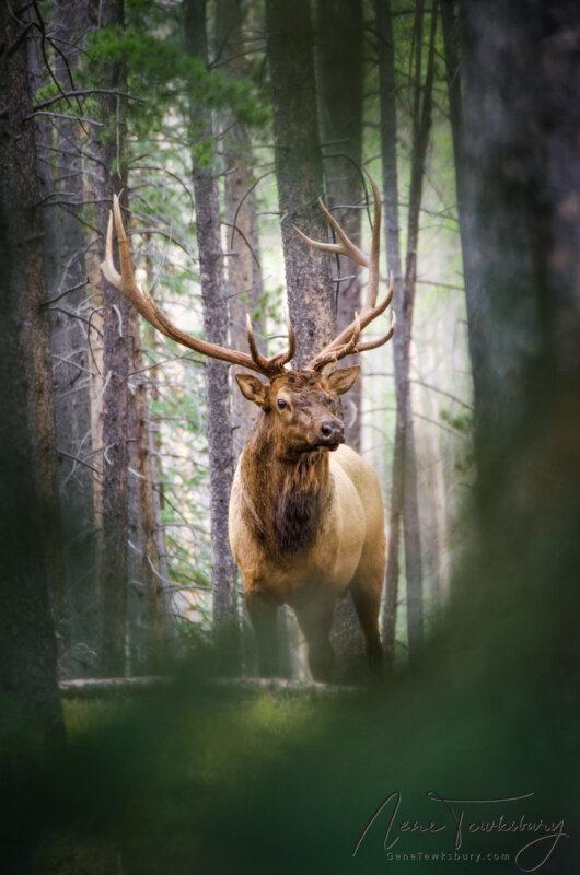 Bull Elk in the Pines