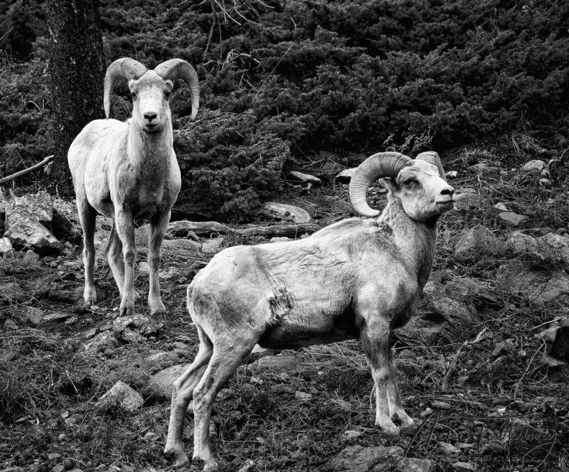 Big Horn Sheep in the Rockies
